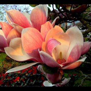 Meet your Posher, Chloe